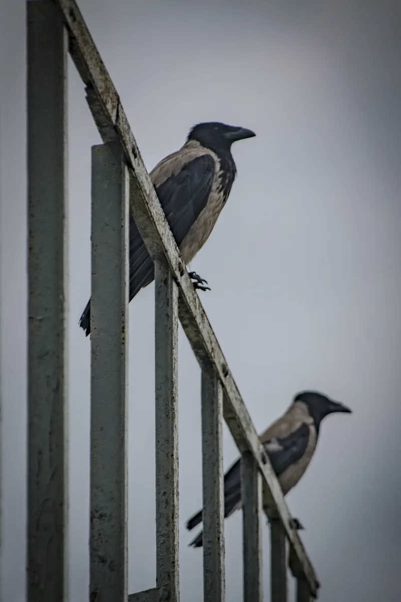 Two hooded crows perched on a metal railing